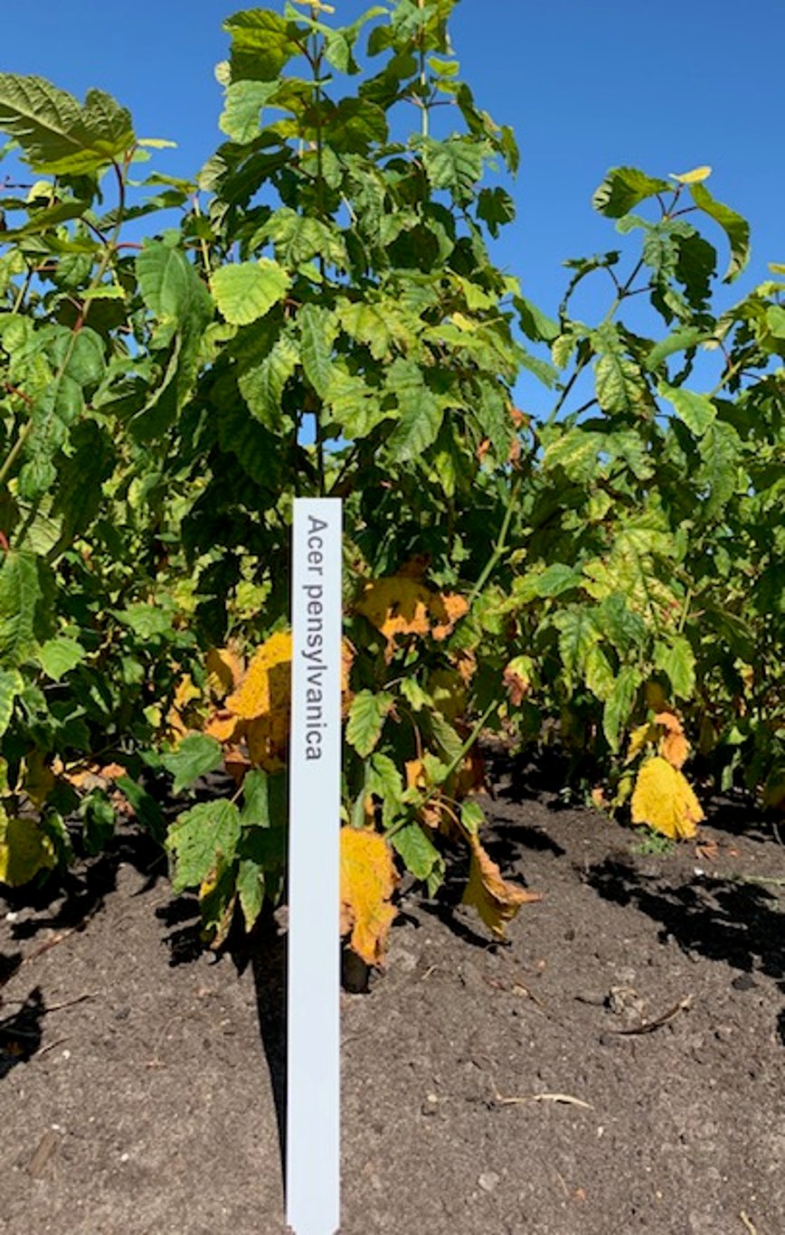 Acer pensylvanicum - 100-125 CM RB